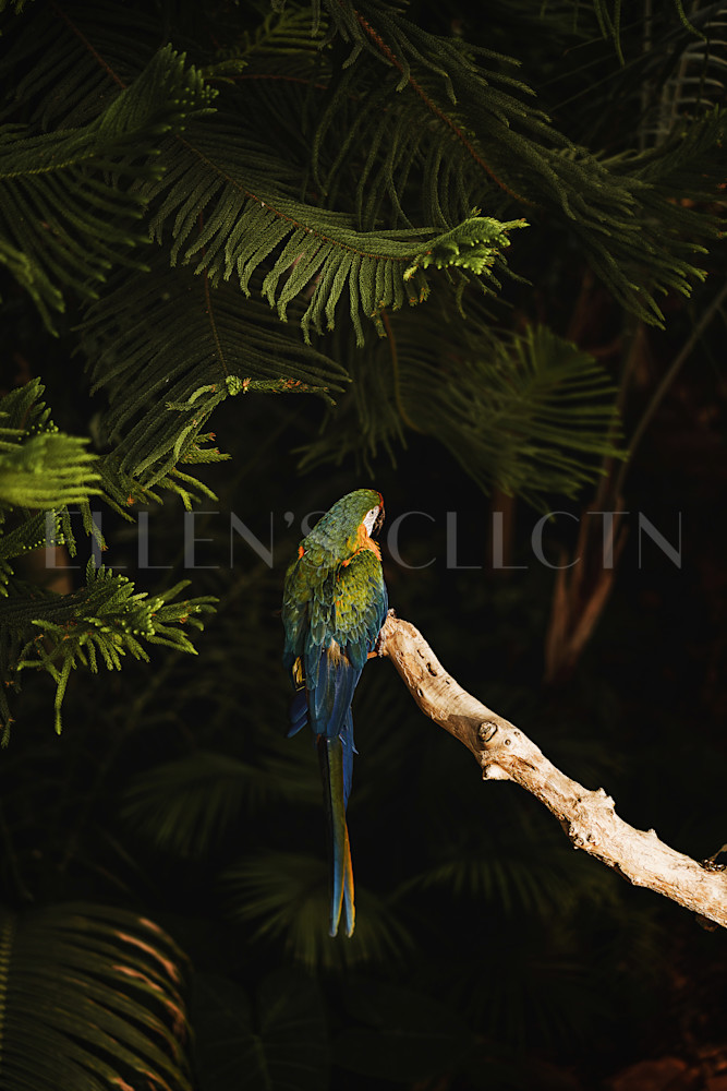 Parrot Of Paradise Photography Art | Ellen's Collection