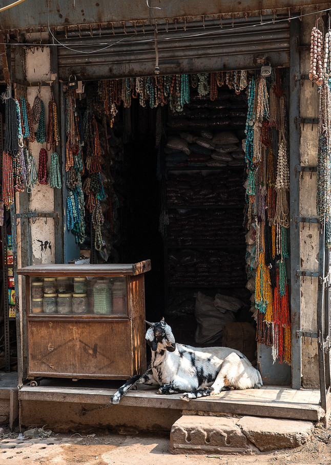 Buy Fine Art Photo Print Of Delhi Cityscape - Goat At Bead Shop
