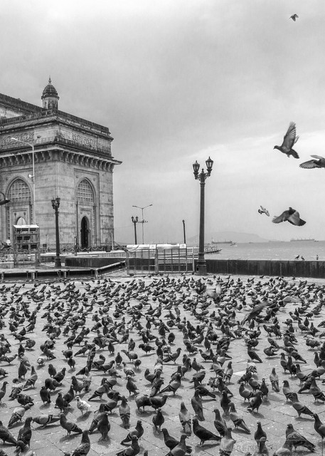 Buy Fine Art Photo Of Mumbai Cityscape 'Pigeons At Gateway-1'