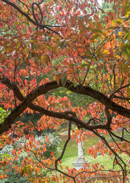 Fall At Mount Auburn Photography Art | Serene Art Photos by Sanjay Marathe