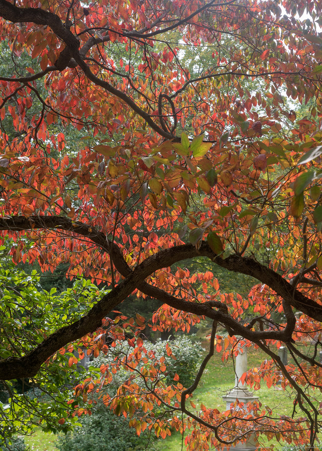 Fall At Mount Auburn (Vertical) Photography Art | Serene Art Photos by Sanjay Marathe