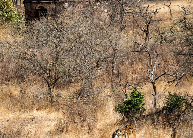 Camouflage, Ranthambhore Photography Art | Serene Art Photos by Sanjay Marathe
