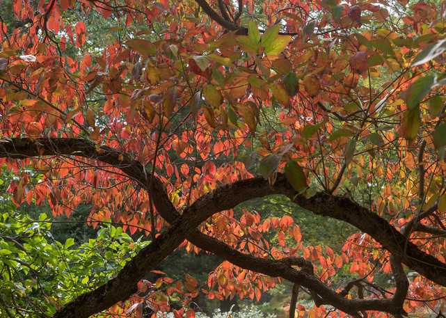 Fall At Mount Auburn (Vertical) Photography Art | Serene Art Photos by Sanjay Marathe