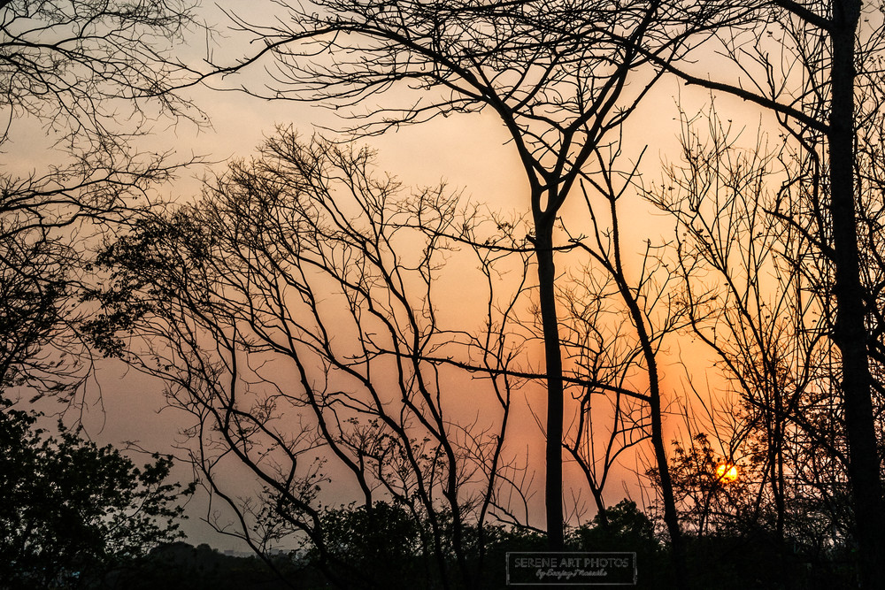 Dusk Treescape Photography Art | Serene Art Photos by Sanjay Marathe