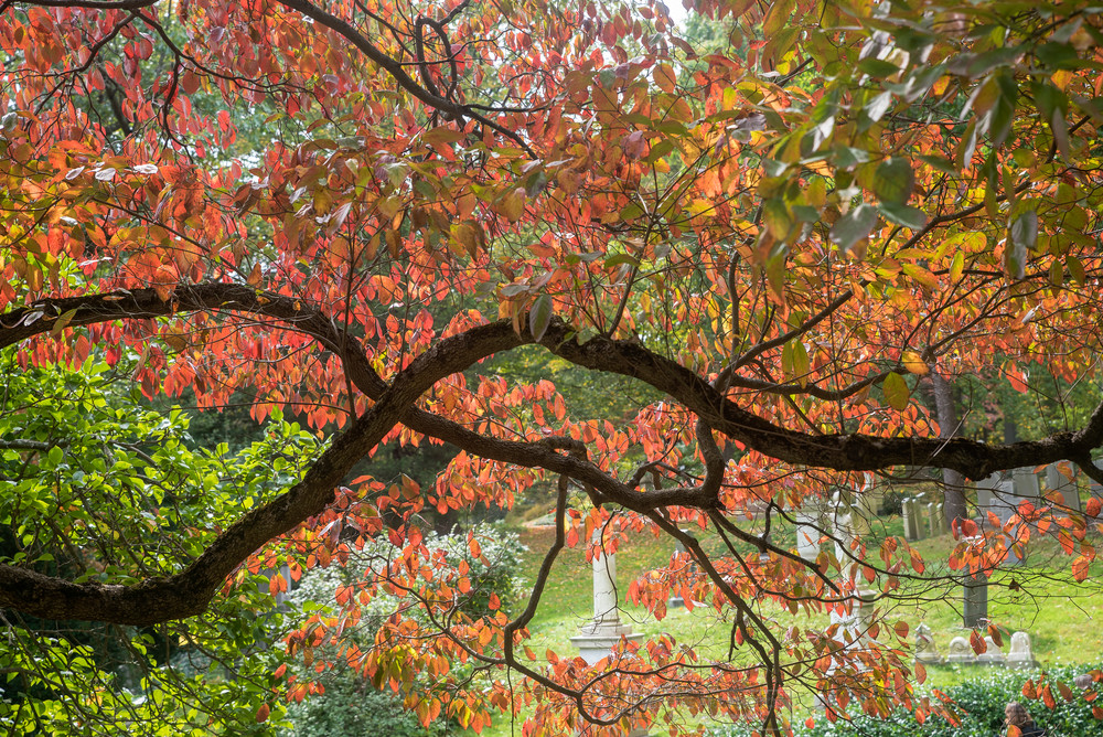 Fall At Mount Auburn Photography Art | Serene Art Photos by Sanjay Marathe