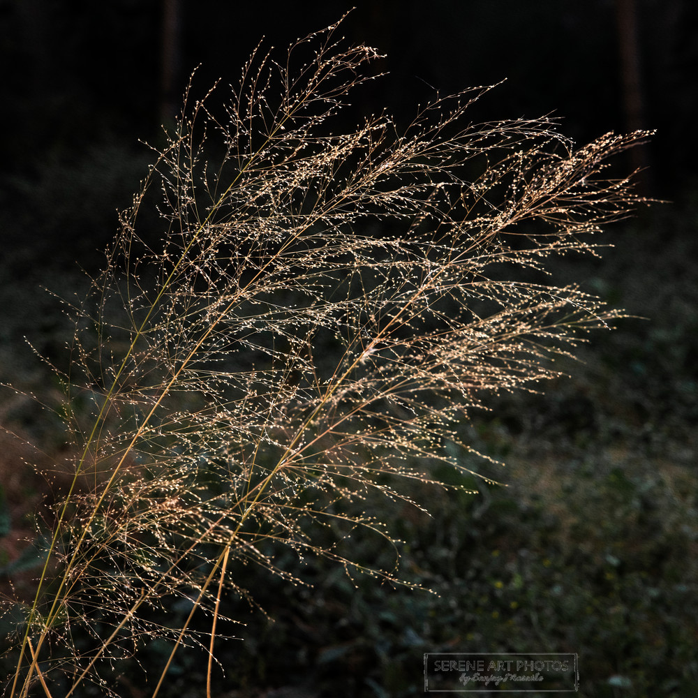 Summer Grass 2 Photography Art | Serene Art Photos by Sanjay Marathe