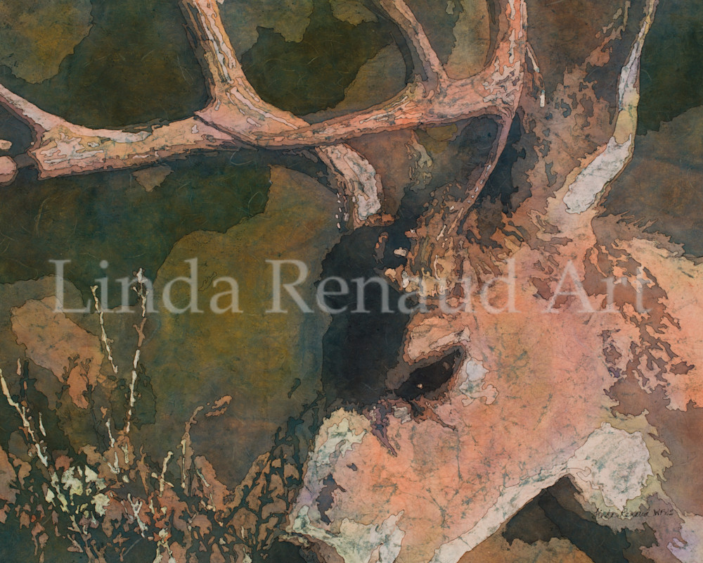 mule deer buck eating bush art print