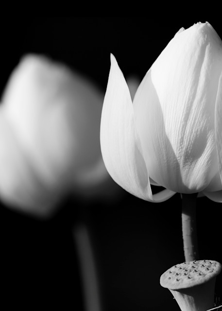 Two Flowering Lotus
