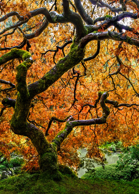 Tree of Zen in the Portland, OR Japanese Garden