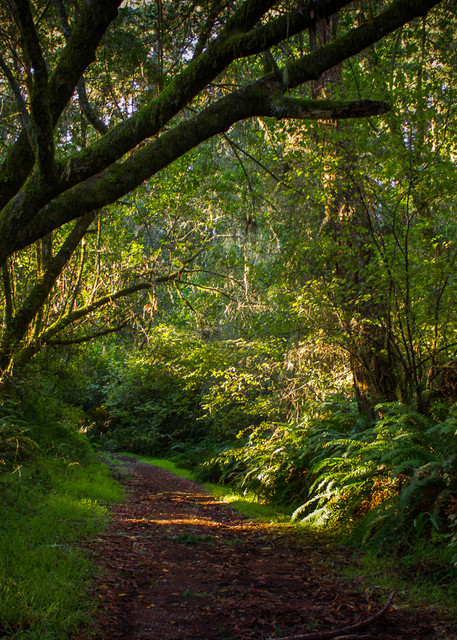 Landscape, Photography, California, Point Reyes, Forest