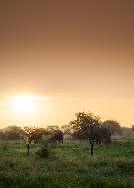 Africa, photography, Elephants, South Africa, African Wildlife, Kruger National Park