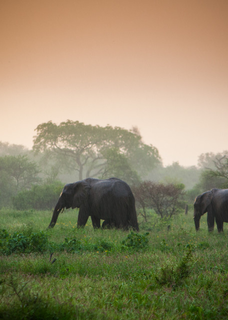 Africa, photography, elephants, South Africa, African Wildlife, Kruger National Park