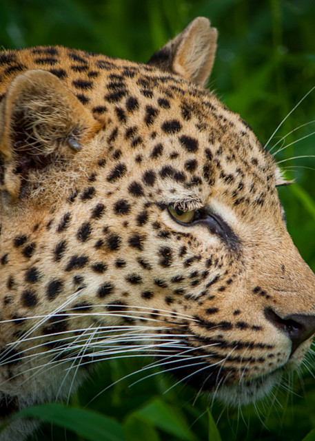  photography, leopard, South Africa, African Wildlife, 