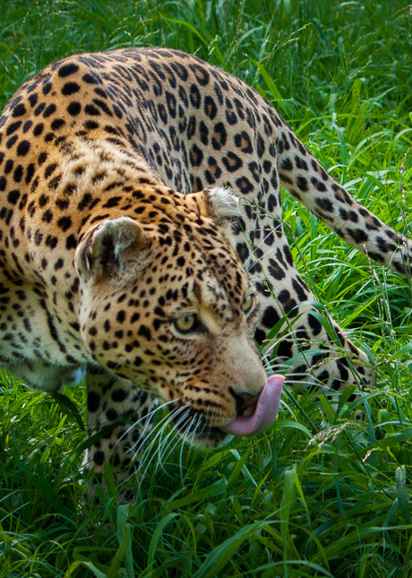 Africa, photography, leopard, South Africa, African Wildlife, 