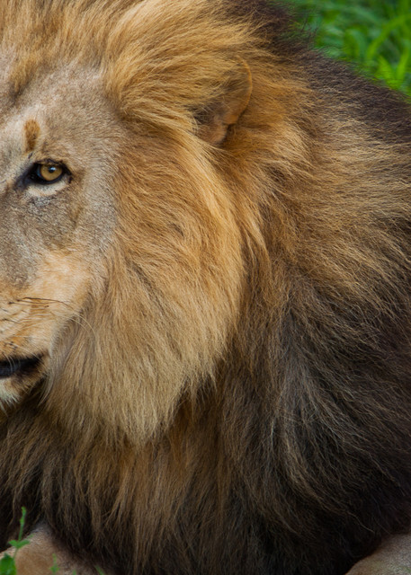 Africa, photography, lion, South Africa, African Wildlife, Kruger National Park