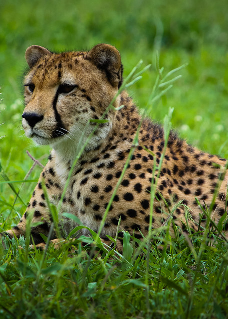 Africa, photography, cheetah, South Africa, African Wildlife