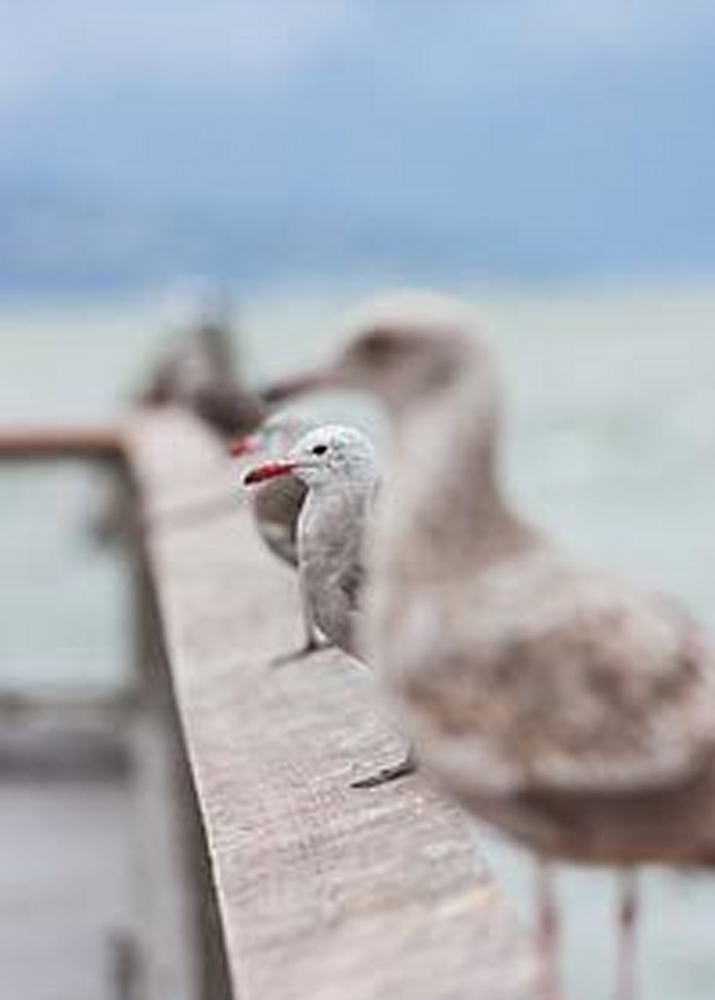 Perching Seagulls