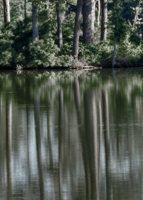 Fine Art Photograph of Norfolk Forest Reflections by Michael Pucciarelli