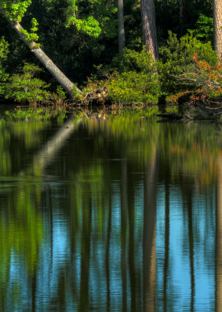 Norfolk Forest Reflection Fine Art Photographs by Michael Pucciarelli