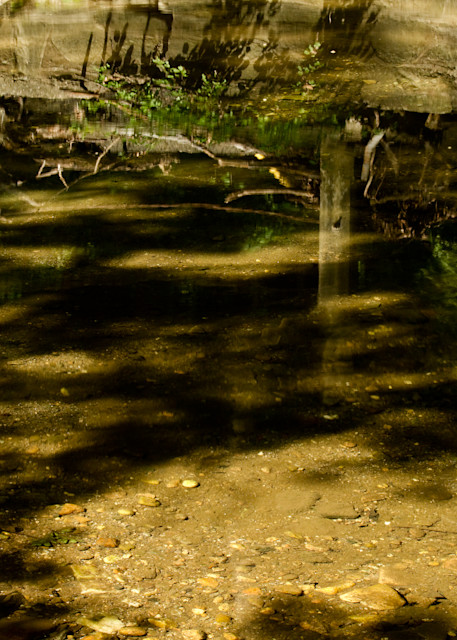 Fine Art Photograph of Tree Trunk Reflections in Rock Creek Park by Michael Pucciarelli