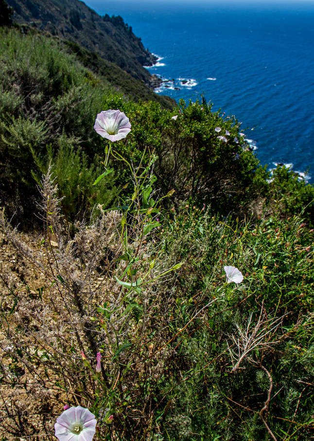 Morning Glory Flowers On Edge Of Cliff On Highway Photograph for Sale as Fine Art