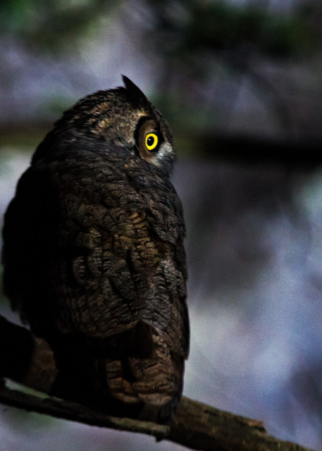 Great Horned Owl At Dusk In Big Sur Photograph for Sale as Fine Art