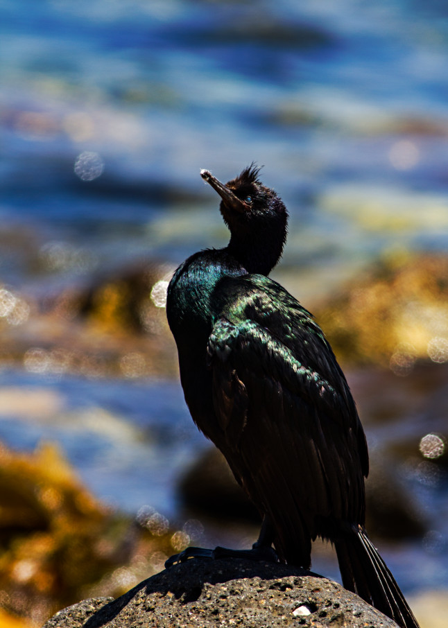 Brandt's Cormorant On Rock In Scorpion Anchorage Photograph for Sale as Fine Art