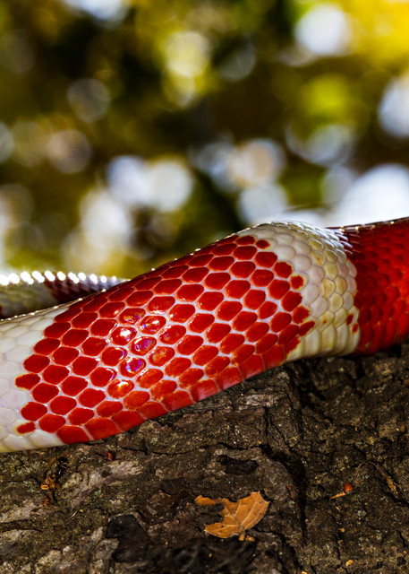 White Milk Snake Photograph For Sale As Fine Art