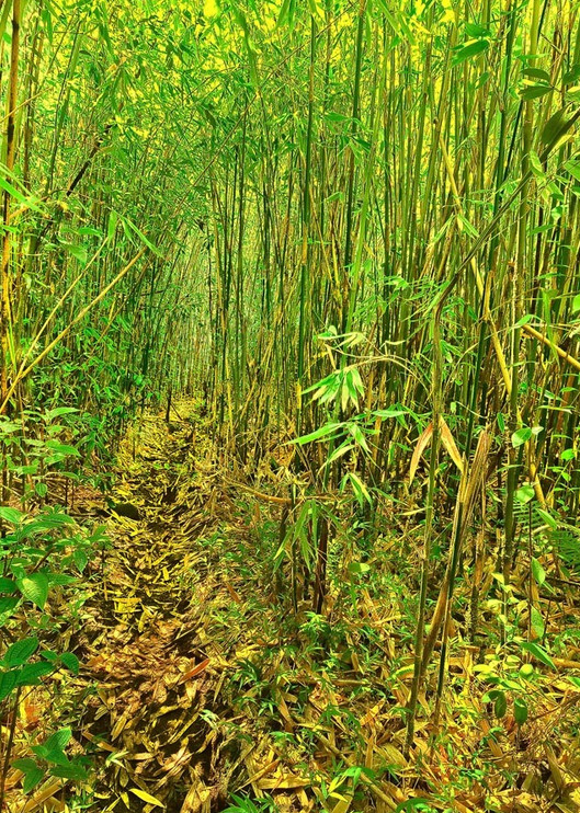Bamboo Jungle Trail | Kauai Fine Art Photography, Hawaii