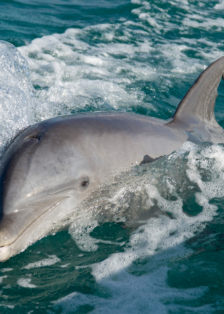 Grand Bahama Island, The Bahamas; a Common Bottlenose Dolphin (Tursiops truncatus) swimming at the water's surface next to the boat