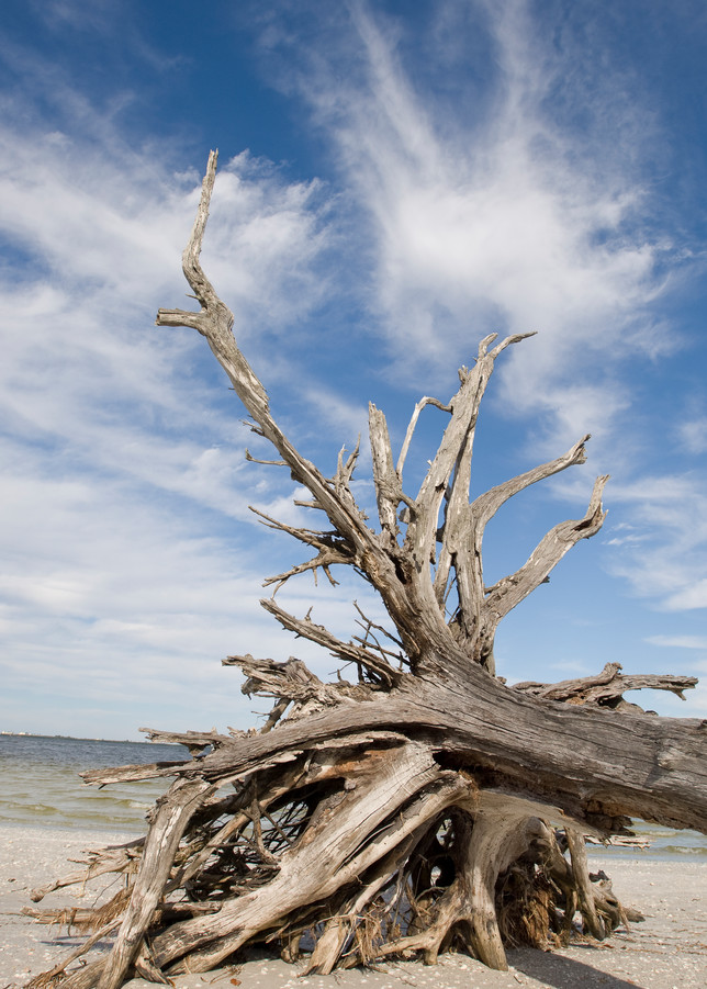 Sanibel Lighthouse Beach, Sanibel Island, Florida; fallen tree with exposed roots on the beach