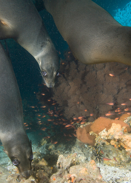 Galapagos Sea Lions, Santa Fe Island, Galapagos