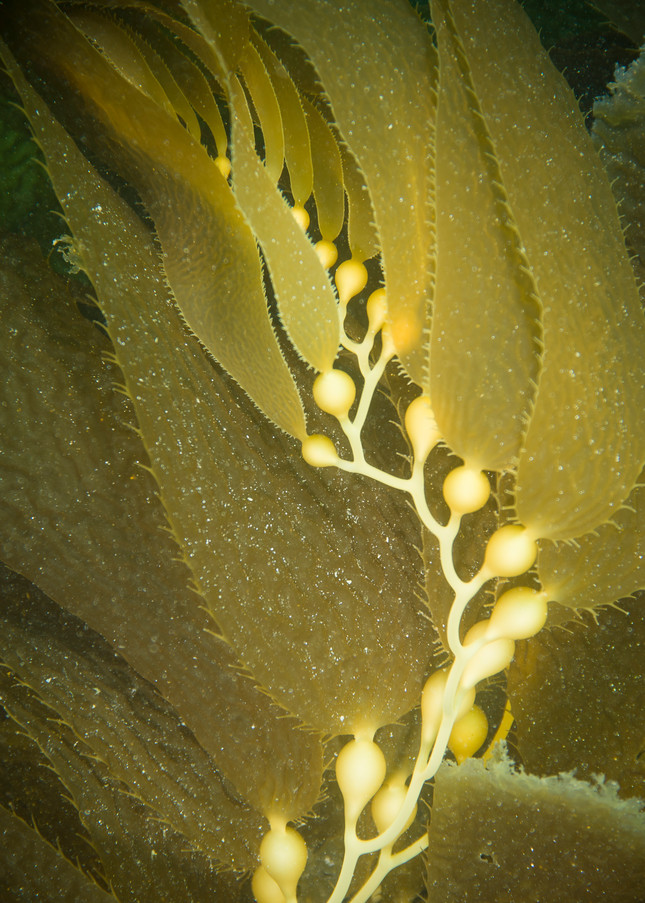 Giant Kelp Pattern, Catalina Island, California