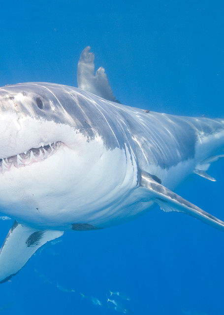 Great White Shark & Camera, Guadalupe Island, Mexico