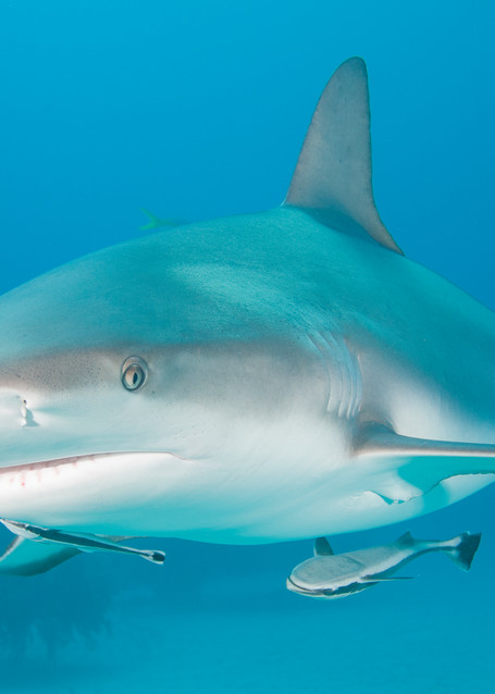 Caribbean Reef Shark, Grand Bahama Island