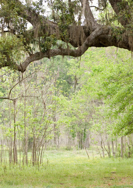 Live Oak Tree Arch, Damon, Texas