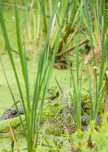 American Alligator in Hiding, Damon, Texas