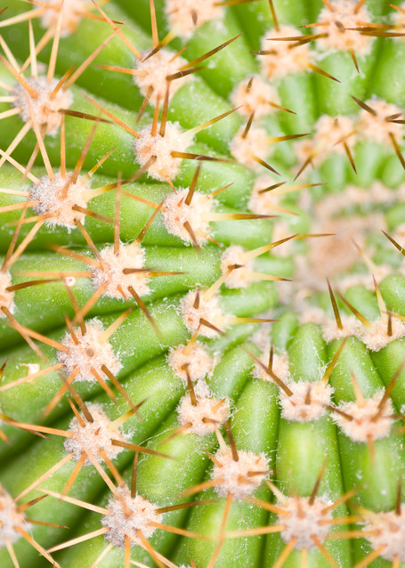 Barrel Cactus Spiral, La Jolla, California