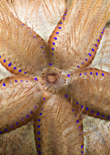 Spiny Sea Urchin, Anilao, Philippines
