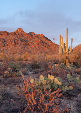 Desert Sunset Pano, Tucson, Arizona