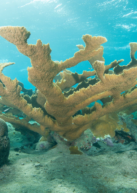 Elkhorn Coral, Gardens of the Queen, Cuba