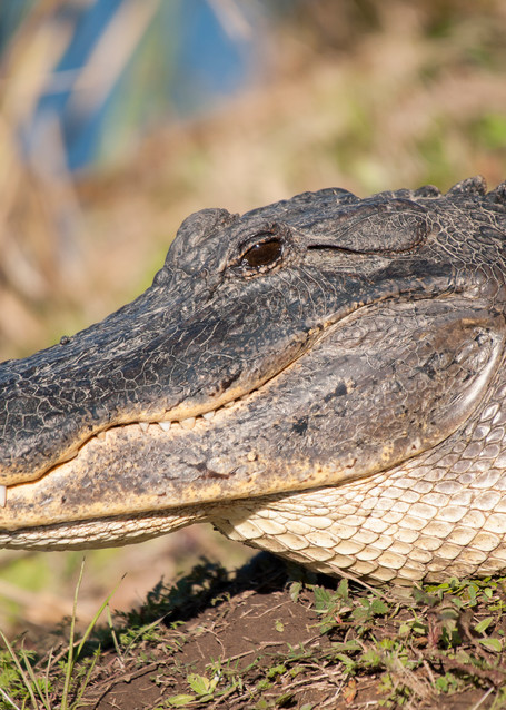 American Alligator Headshot, Damon, Texas