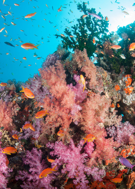 Anthias and Pink Soft Corals, Bligh Waters, Fiji