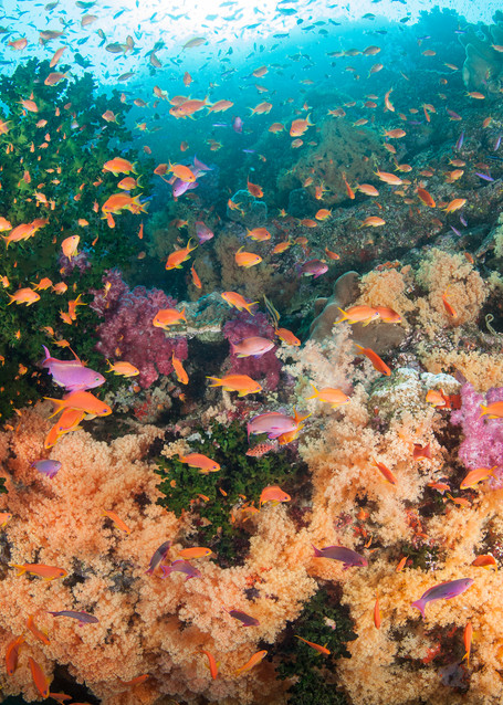 Anthias and Orange Soft Corals, Bligh Waters, Fiji