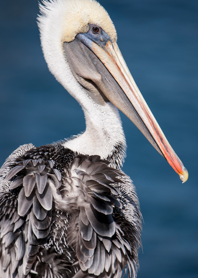 Brown Pelican Portrait, La Jolla, California