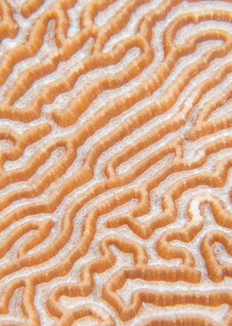 Brain Coral Detail, Raja Ampat, Indonesia