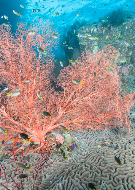 Demoiselle, Sea Fan & Brain Coral, Raja Ampat, Indonesia