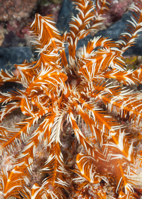 Feather Star & Sponge, Raja Ampat, Indonesia