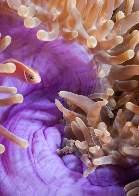Pink Anemonefish in Purple Anemone, Triton Bay, Indonesia