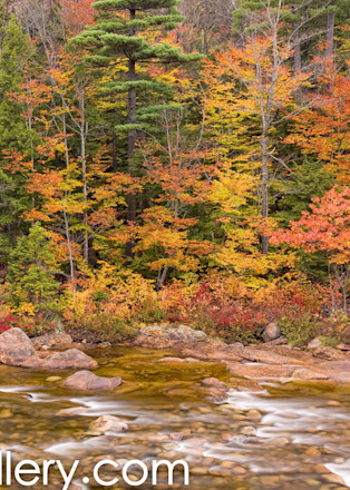 Autumn along the Swift River